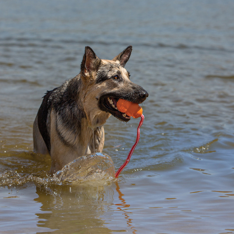 KONG Aqua Wasserspielzeug