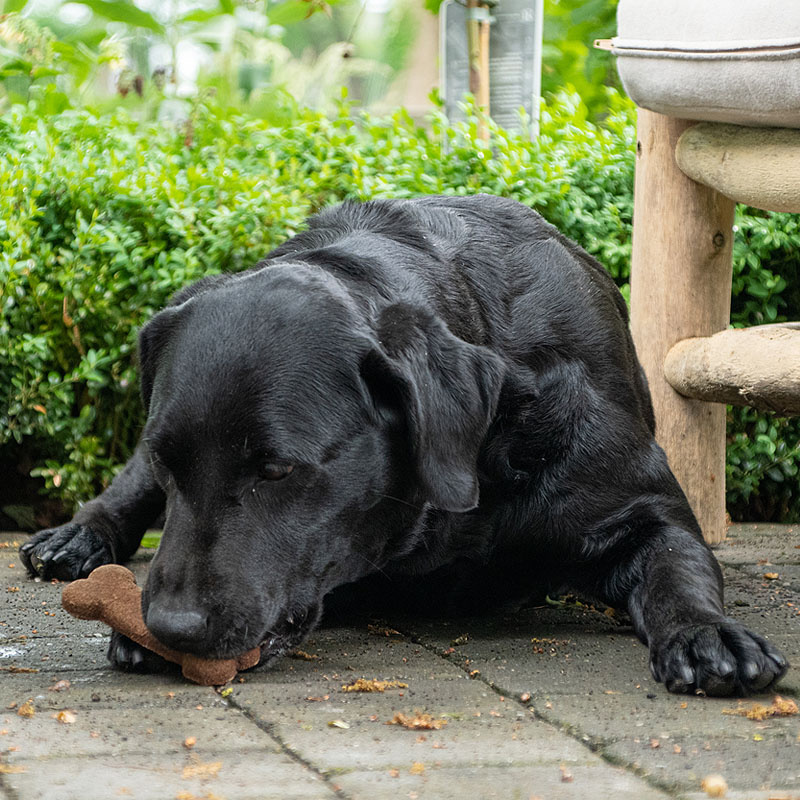 Bugbone Hundekekse aus Insekten