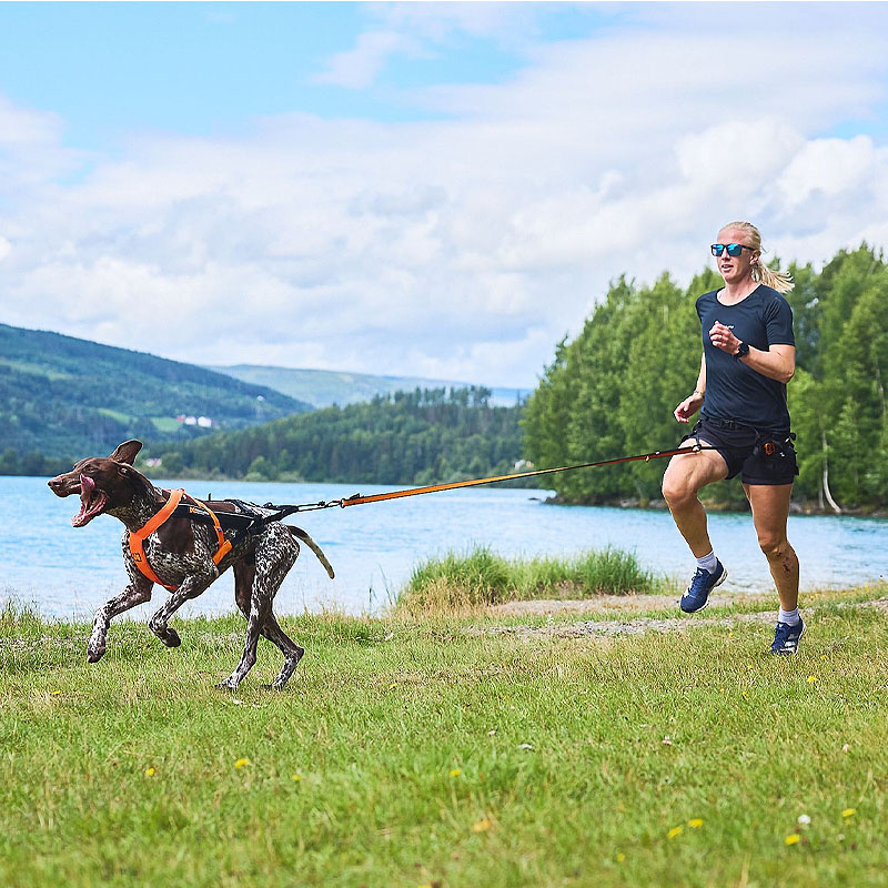 Non-stop dogwear Zuggeschirr Laufgeschirr Sportgeschirr Freemotion 5.0 schwarz orange