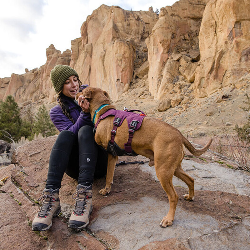 Ruffwear Web Master Sicherheitsgeschirr Purple Rain | lila violett