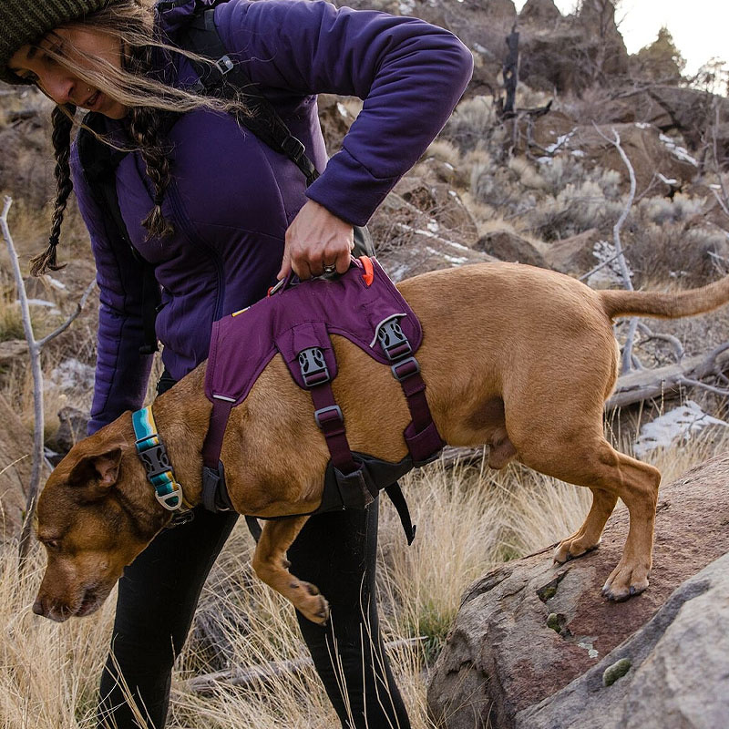 Ruffwear Web Master Sicherheitsgeschirr Purple Rain | lila violett XXS