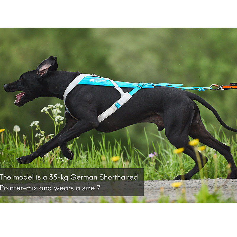 Non-stop dogwear Zuggeschirr Laufgeschirr Sportgeschirr Freemotion 5.0 hellblau grau Größe 6