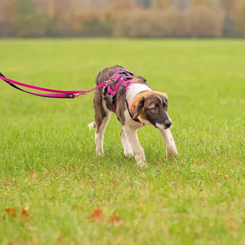 AnnyX Sicherheitsgeschirr Safety in grau pink