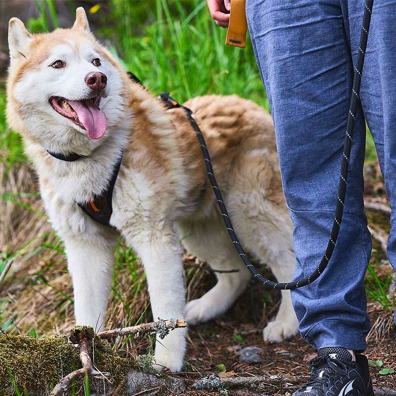 Non-stop dogwear Leine Rock verstellbare Leine in schwarz