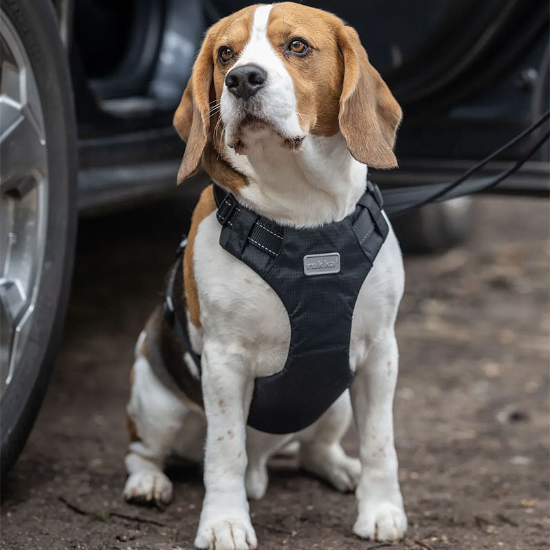 Rukka Pets Autogeschirr in der Farbe schwarz