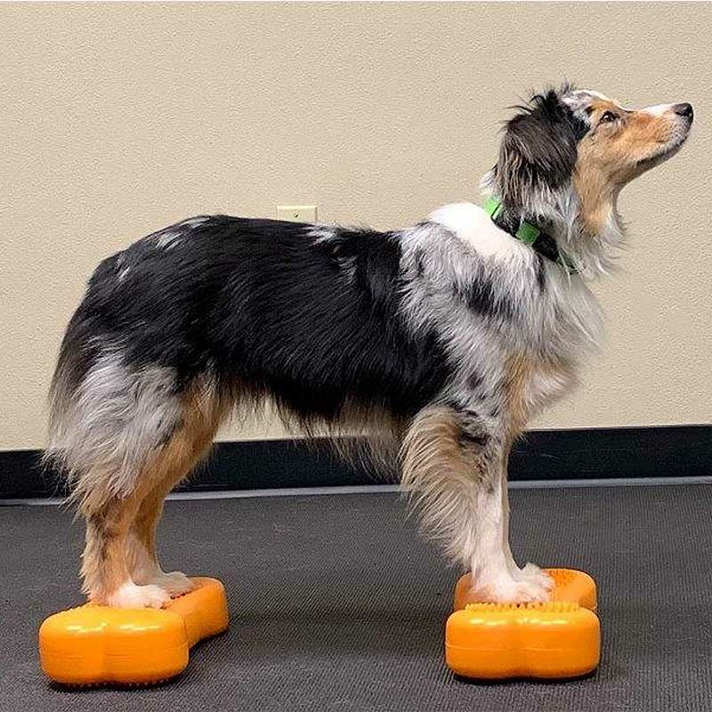 FitPAWS K9 Fitbone Balance Pad Kissen Set mini 2 Stück