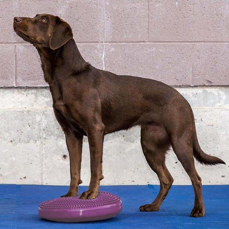 FitPAWS K9 Fitbone Balance Disc Scheibe in Himbeerrot 56cm