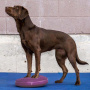 FitPAWS K9 Fitbone Balance Disc Scheibe in Himbeerrot 56cm