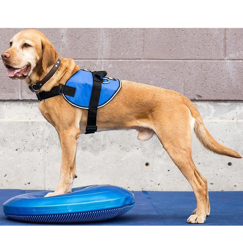 FitPAWS K9 Fitbone Balance Disc Scheibe in blau