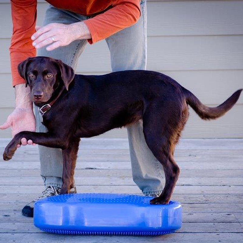 FitPAWS K9 Fitbone Balance Pad Kissen 58x29x10cm Grün