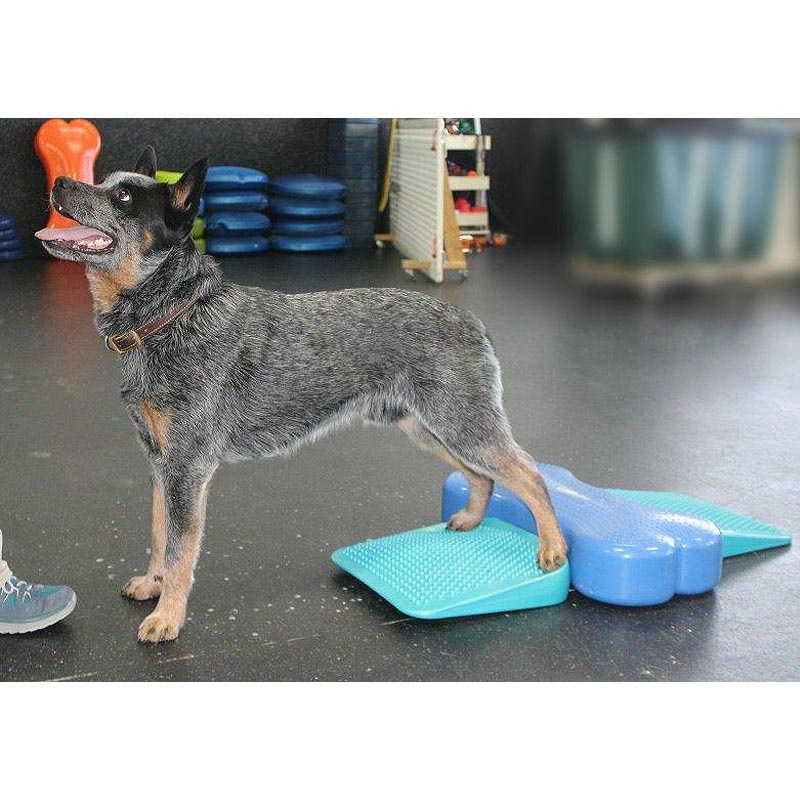 FitPAWS Dog Balance Ramp Rampe in Aqua Blau