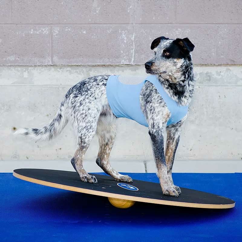 FitPAWS Wobble Board Wackelbrett aus Holz