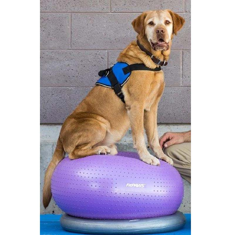 FitPAWS Trax Donut Balance Kissen