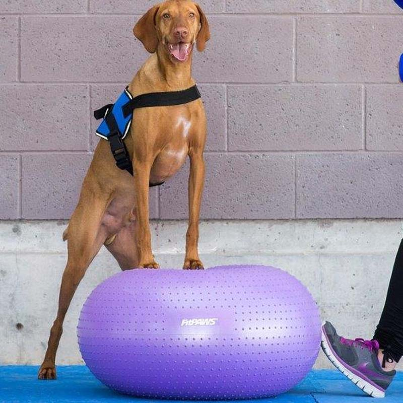 FitPAWS Trax Donut Balance Kissen 55cm lila