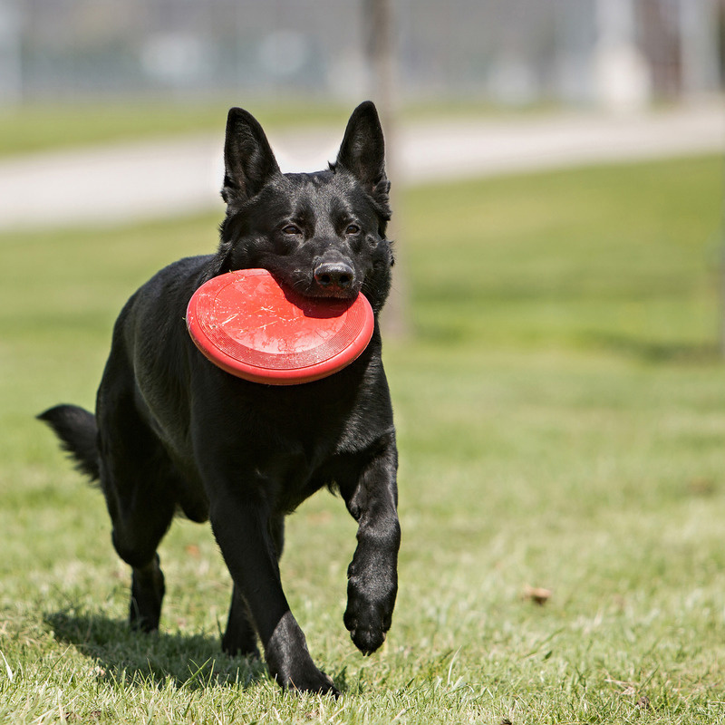 KONG Flyer Frisbee in rot