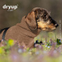 DryUp Trocken Cape Hundebademantel für Dackel in coffee braun 35cm