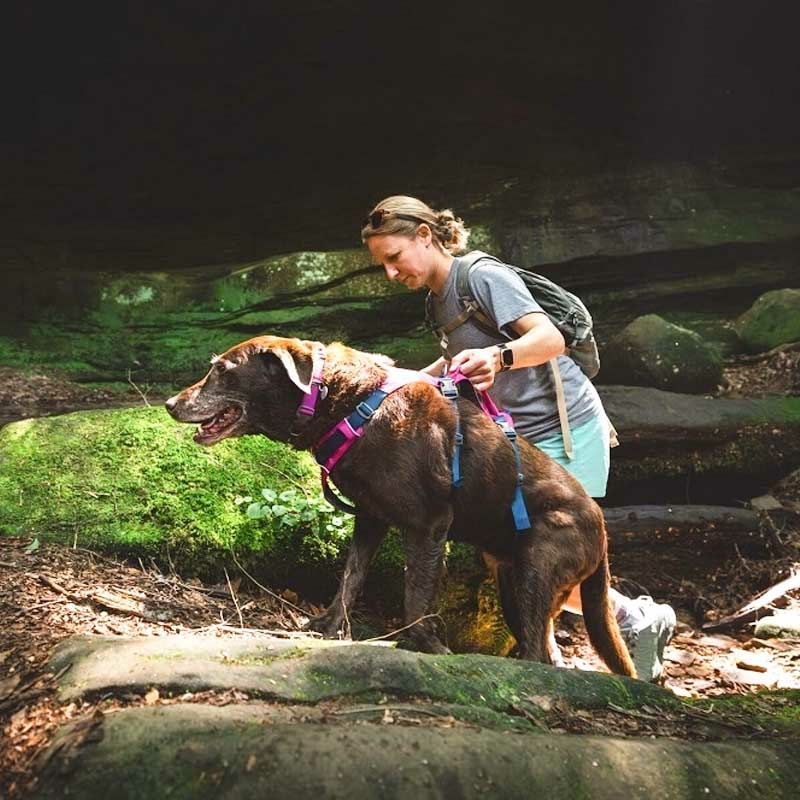 Ruffwear Sicherheitsgeschirr Flagline Alpenglow Pink