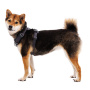 Ruffwear Front Range Brustgeschirr Basalt Gray Grau