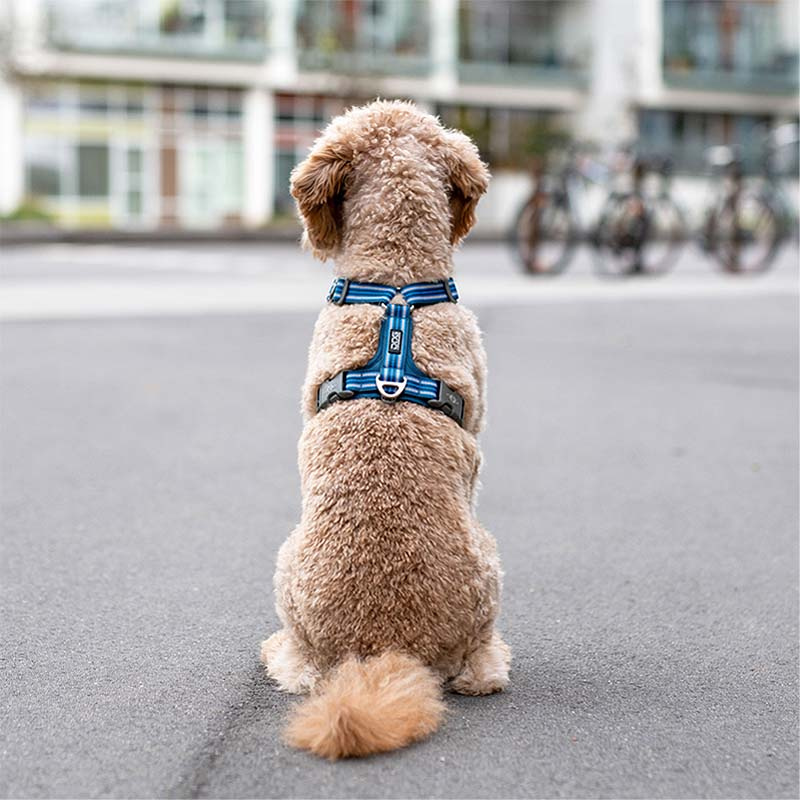 Dog Copenhagen Walk Harness Air Geschirr Ocean blau V3