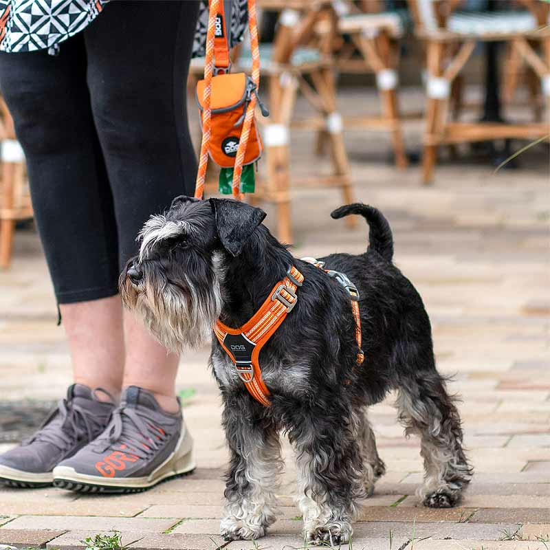 Dog Copenhagen Walk Harness Air Geschirr Orange Sun V3