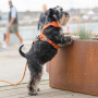 Dog Copenhagen Comfort Walk Pro V3 Geschirr Orange Sun