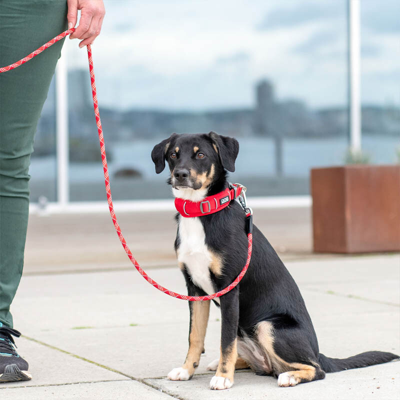 Dog Copenhagen Halsband Urban Explorer V3 Orange Sun