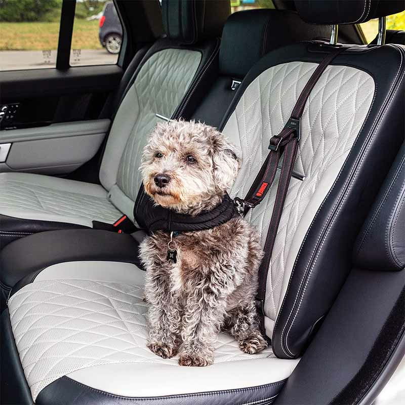 KONG Travel Sicherheitsgurt Ultimate Safety ISOFIX für Hunde