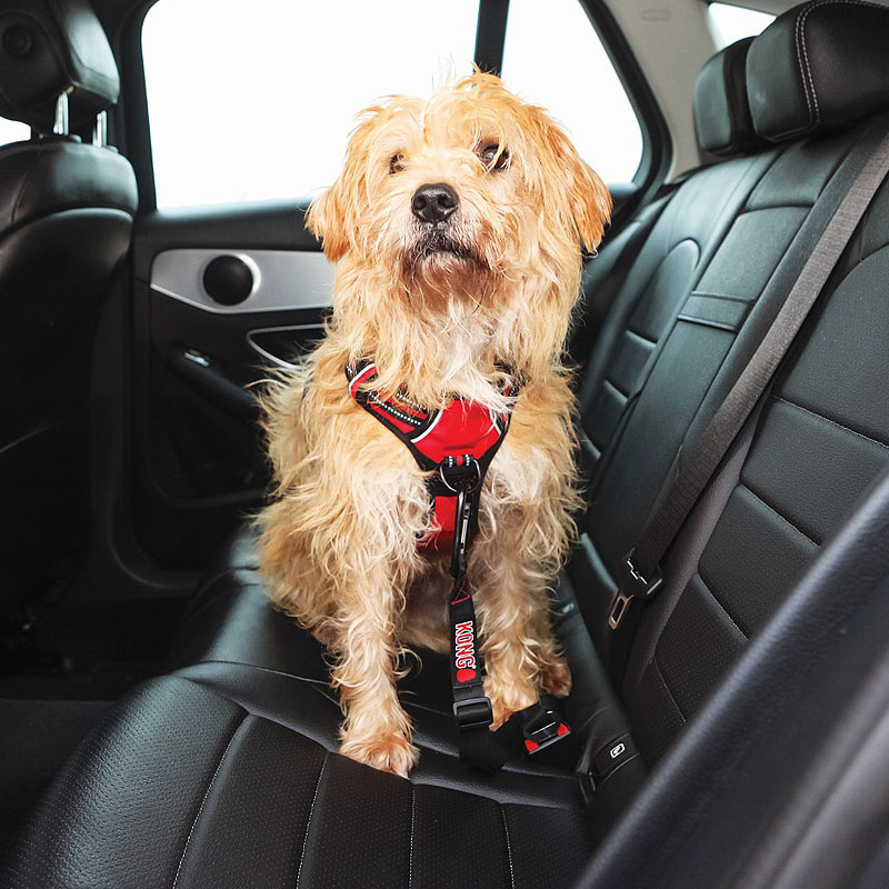 KONG Travel Sicherheitsgurt Ultimate Safety ISOFIX für Hunde