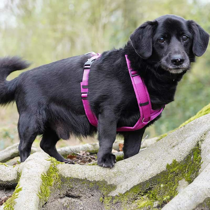 AnnyX Brustgeschirr Hundegeschirr Fun in sonnenhut pink