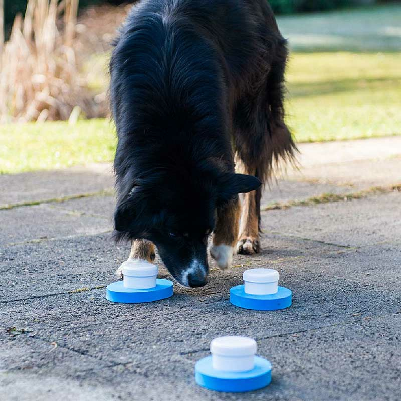 Fährtensuche für Hunde Geruchssinn Hundetraining Schnüffelsspaß