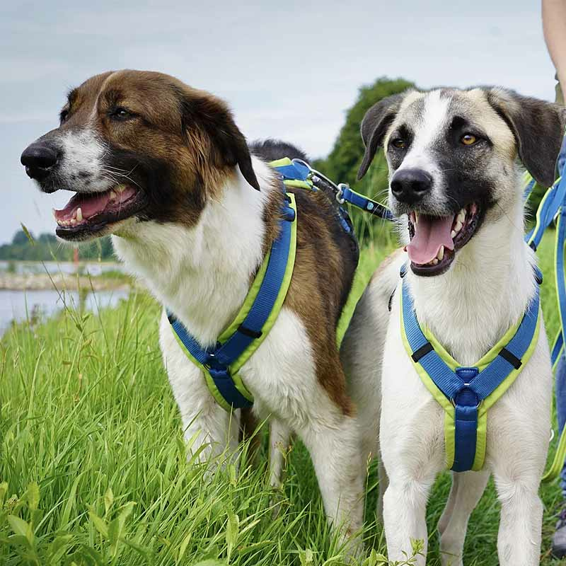 AnnyX Brustgeschirr Hundegeschirr Fun in Vergissmeinnicht