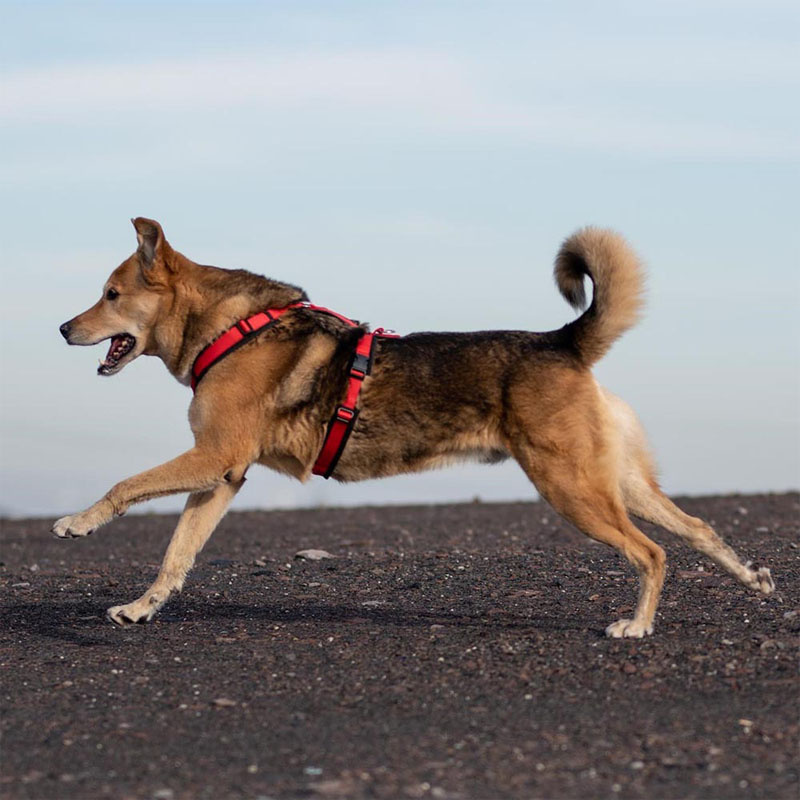 AnnyX Brustgeschirr Hundegeschirr FUN Gesamtübersicht