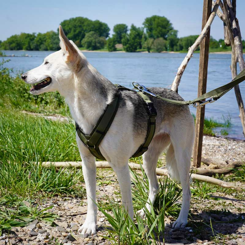 AnnyX Brustgeschirr Hundegeschirr FUN Gesamtübersicht