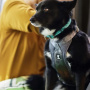 Hurtta Autogeschirr Travel Harness ECO