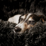 Ruffwar Basecamp™ Faltbares Hundebett Neues Design