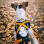 Non-stop dogwear Rush Harness Brustgeschirr Zuggeschirr