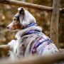 Non-stop dogwear Line Harness Brustgeschirr Rachel Pohl Edition