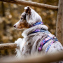 Non-stop dogwear Halsband Trail quest collar Rachel Pohl Edition